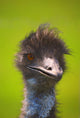 Ostrich Wall Mural