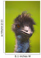 Ostrich Wall Mural