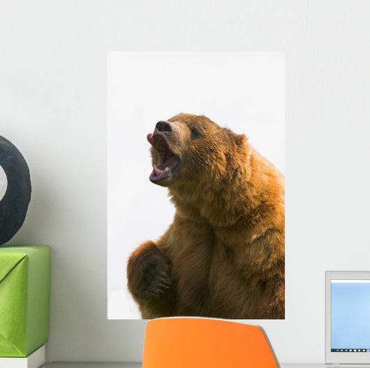 Bear With Tongue Out Of Mouth Wall Mural