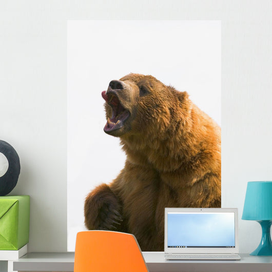 Bear With Tongue Out Of Mouth Wall Mural