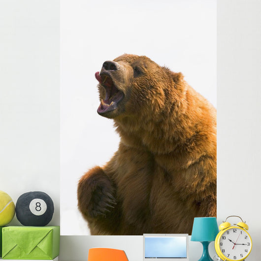 Bear With Tongue Out Of Mouth Wall Mural
