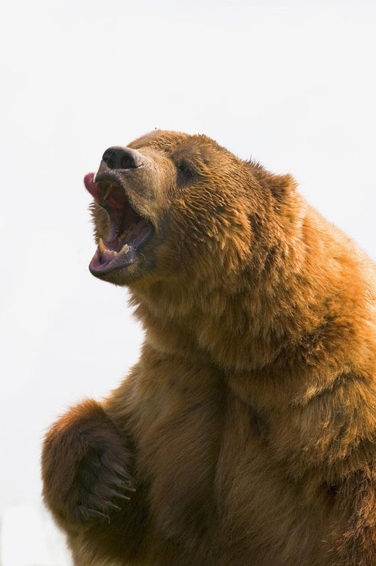 Bear With Tongue Out Of Mouth Wall Mural