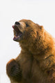 Bear With Tongue Out Of Mouth Wall Mural