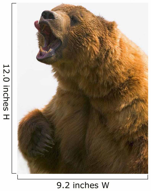 Bear With Tongue Out Of Mouth Wall Mural