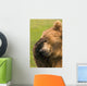 Bear With Paw Over Eye Wall Mural
