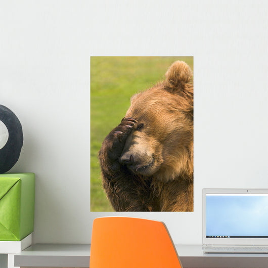 Bear With Paw Over Eye Wall Mural