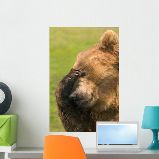 Bear With Paw Over Eye Wall Mural
