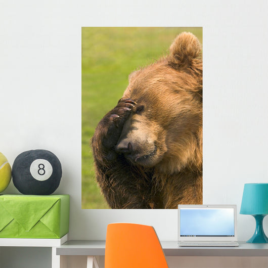 Bear With Paw Over Eye Wall Mural