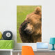 Bear With Paw Over Eye Wall Mural