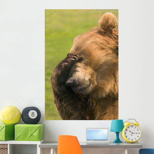 Bear With Paw Over Eye Wall Mural