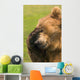 Bear With Paw Over Eye Wall Mural
