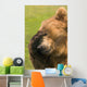 Bear With Paw Over Eye Wall Mural