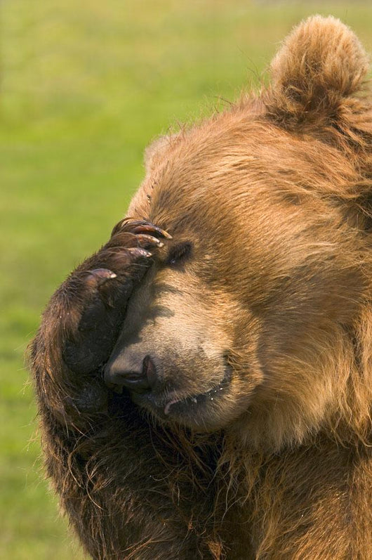 Bear With Paw Over Eye Wall Mural