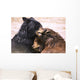 Bears In Water Wall Mural