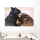 Bears In Water Wall Mural