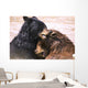 Bears In Water Wall Mural