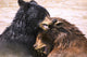 Bears In Water Wall Mural