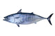 Little Tunny Catch Tuna Fish Seafood Wall Decal