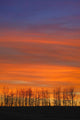 Silhouette Of Trees Against Sunset Wall Mural