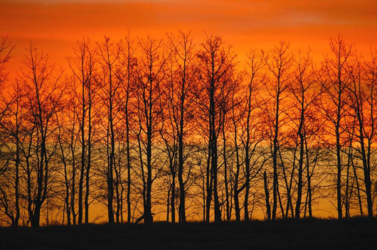 Silhouette Of Trees Against Sunset Wall Mural