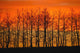 Silhouette Of Trees Against Sunset Wall Mural