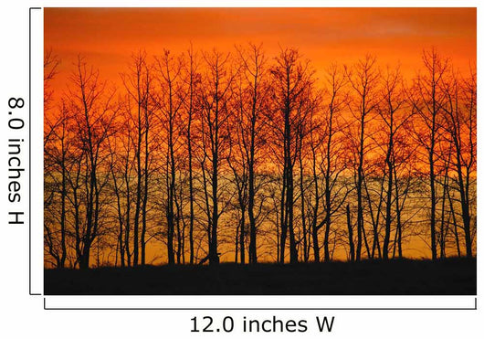 Silhouette Of Trees Against Sunset Wall Mural