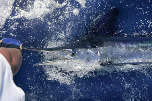 Atlantic White Marlin Big Game Sportfishing Wall Mural
