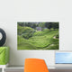 Anbau Von Tee Malaysia Wall Decal