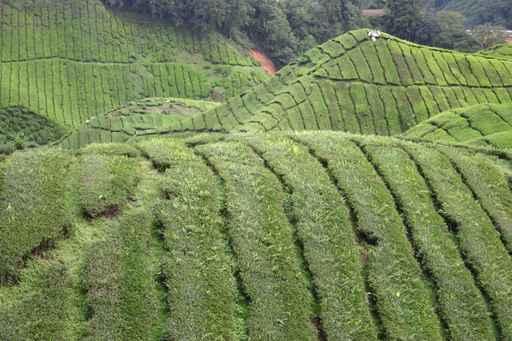 Tee-plantage Malaysia Wall Decal