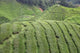 Tee-plantage Malaysia Wall Decal
