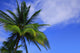 Palm Tree Against Perfect Sky Wall Mural