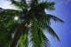 Palm Tree Wall Mural