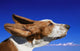 Dog With Ears In The Wind Wall Mural