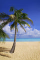 Palm Tree On Tropical Beach Wall Mural