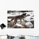 Wolf Wall Mural