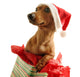 Dachshund Wearing A Santa Hat Wall Decal