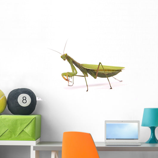 Praying mantis Wall Decal