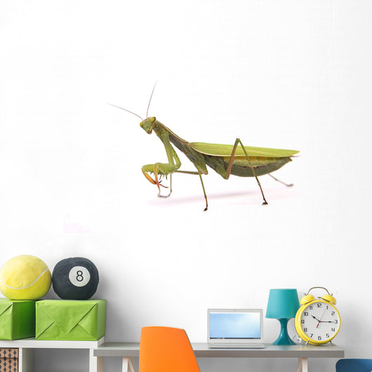 Praying mantis Wall Decal