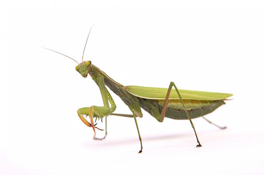 Praying mantis Wall Decal
