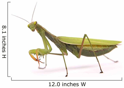 Praying mantis Wall Decal