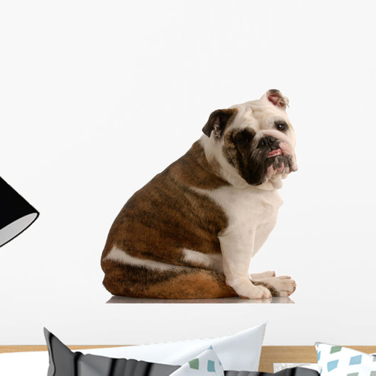 Adorable Bulldog with Cute Wall Mural