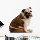 Adorable Bulldog with Cute Wall Mural
