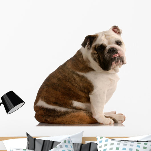 Adorable Bulldog with Cute Wall Mural