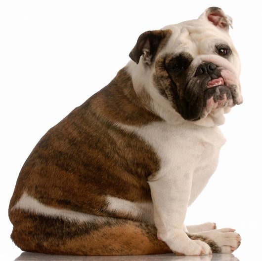 Adorable Bulldog with Cute Wall Mural