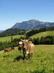 Real Cows 33 Wall Decal
