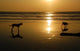 Two Dogs Beach Sunset