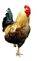 Colorful Rooster Wall Decal
