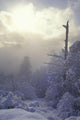 Snow Covered Trees, Vancouver, British Columbia, Canada Wall Mural