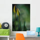 Closed Tulips Wall Mural