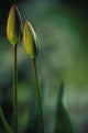 Closed Tulips Wall Mural
